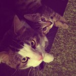 Merlin&Oberon